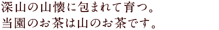 深山の山懐に包まれて育つ。当園のお茶は山のお茶です