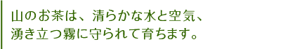 山のお茶は、清らかな水と空気、湧き立つ霧に守られて育ちます。